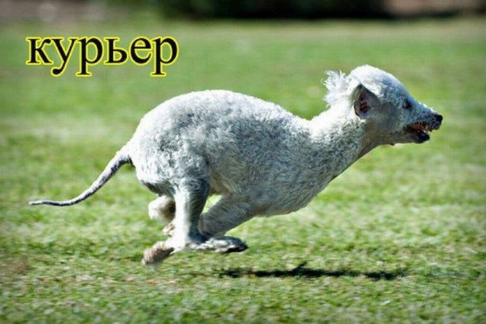 Представители разных профессий, реинкарнировавшие в собак Представители разных профессий, реинкарнировавшие в собак