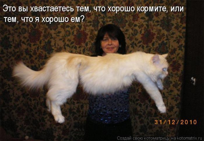 Лучшие котоматрицы недели (50 фото)
