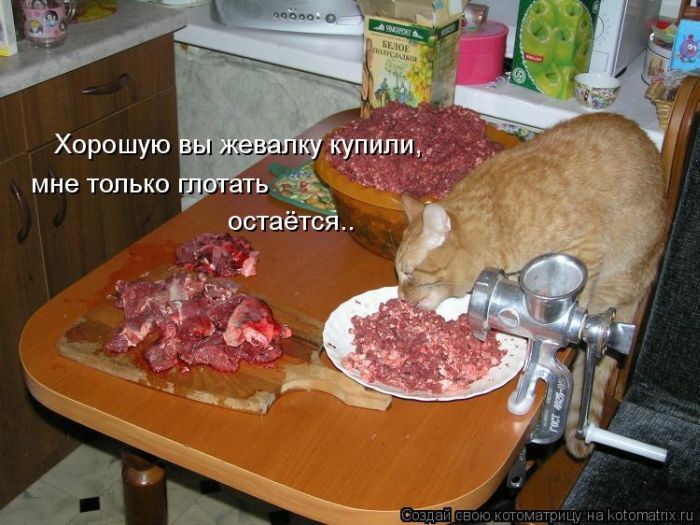 Лучшие котоматрицы недели (50 фото)