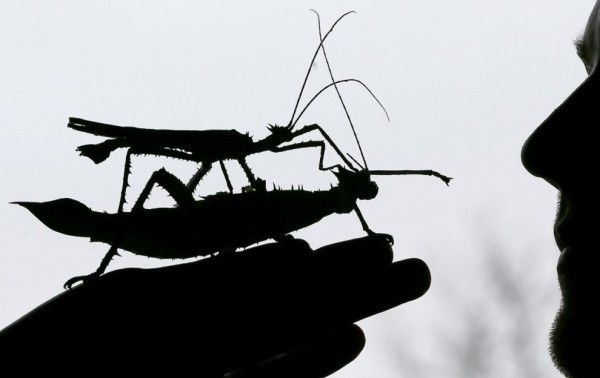 животные, топ, фотография,