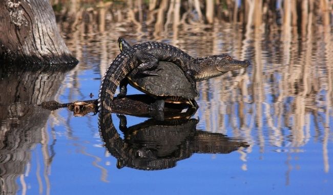 Зверские шедевры National Geographic