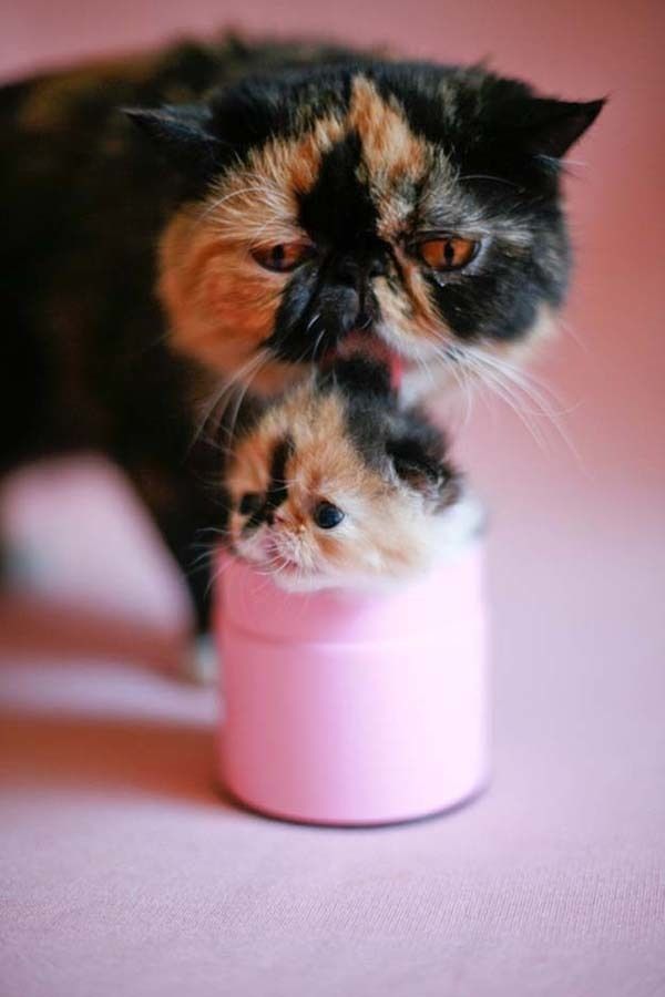 cute 72 Самые мимимишные зверушки из тех, что вы видели