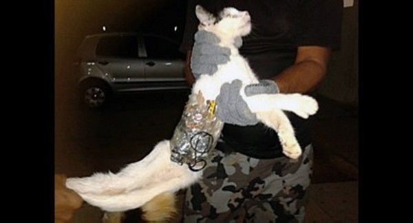 животные, топ, фотография,