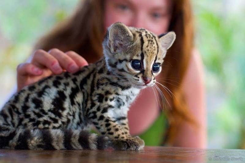 cute 54 Самые мимимишные зверушки из тех, что вы видели