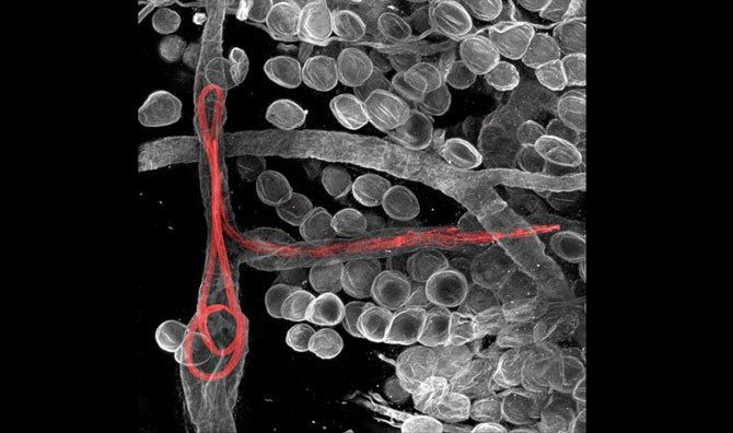 Конкурс микро-фотографий Nikon Small World 2011