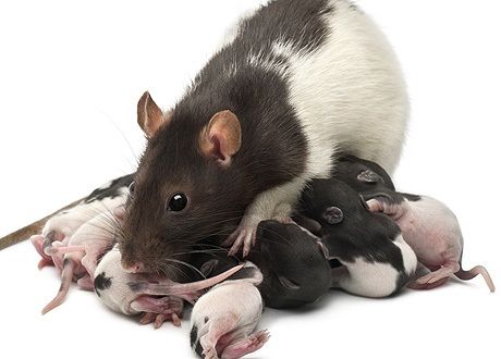 Любовь и секс в мире животных / shutterstock.com