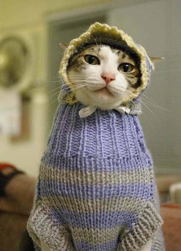cute 63 Самые мимимишные зверушки из тех, что вы видели