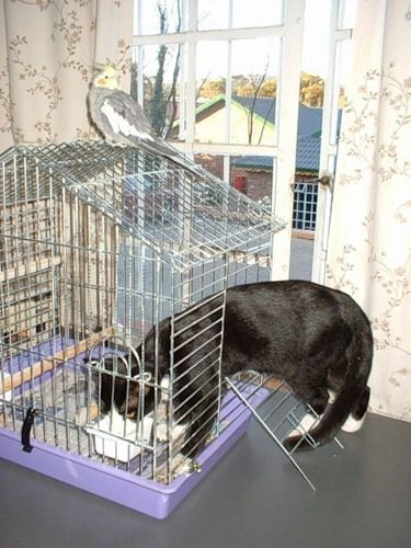 Кошачья умора (33 фото)