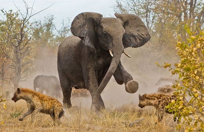 Зверские шедевры National Geographic