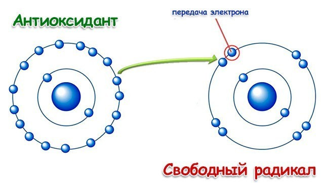 Продукты, богатые антиоксидантами